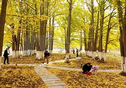 安卓版树林记忆山野村夫的快乐生活-第2张图片-太平洋在线下载